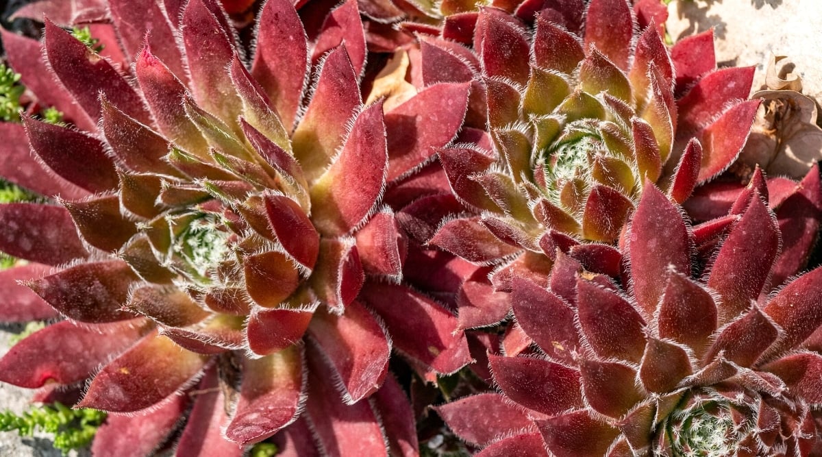 Close-up of Sempervivum heuffelii 'Mystique' in the garden, illuminated by the sun's rays. Large beautiful rosettes of elongated, fleshy, maroon-brown leaves covered with tiny white hairs. The central leaves have a greenish tint, giving a gentle glow to the succulent.