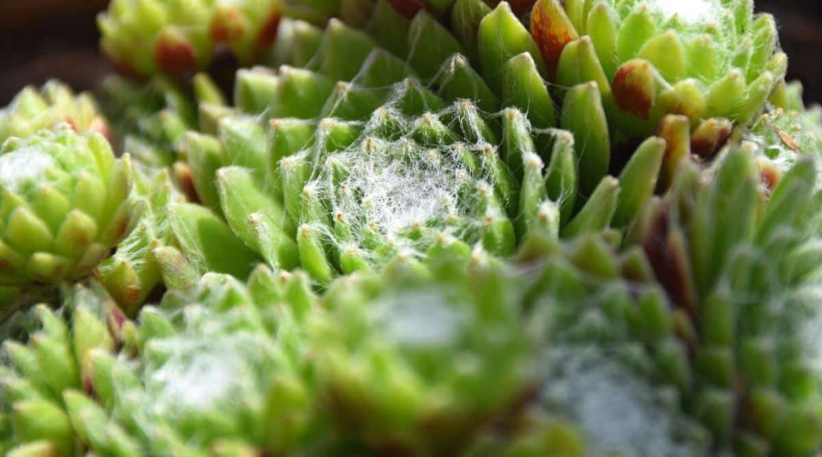 Close-up of Sempervivum pumilum f/ Armchi succulents. Small, green rosettes with webbed juicy leaves.