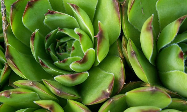 Sempervivum tectorum