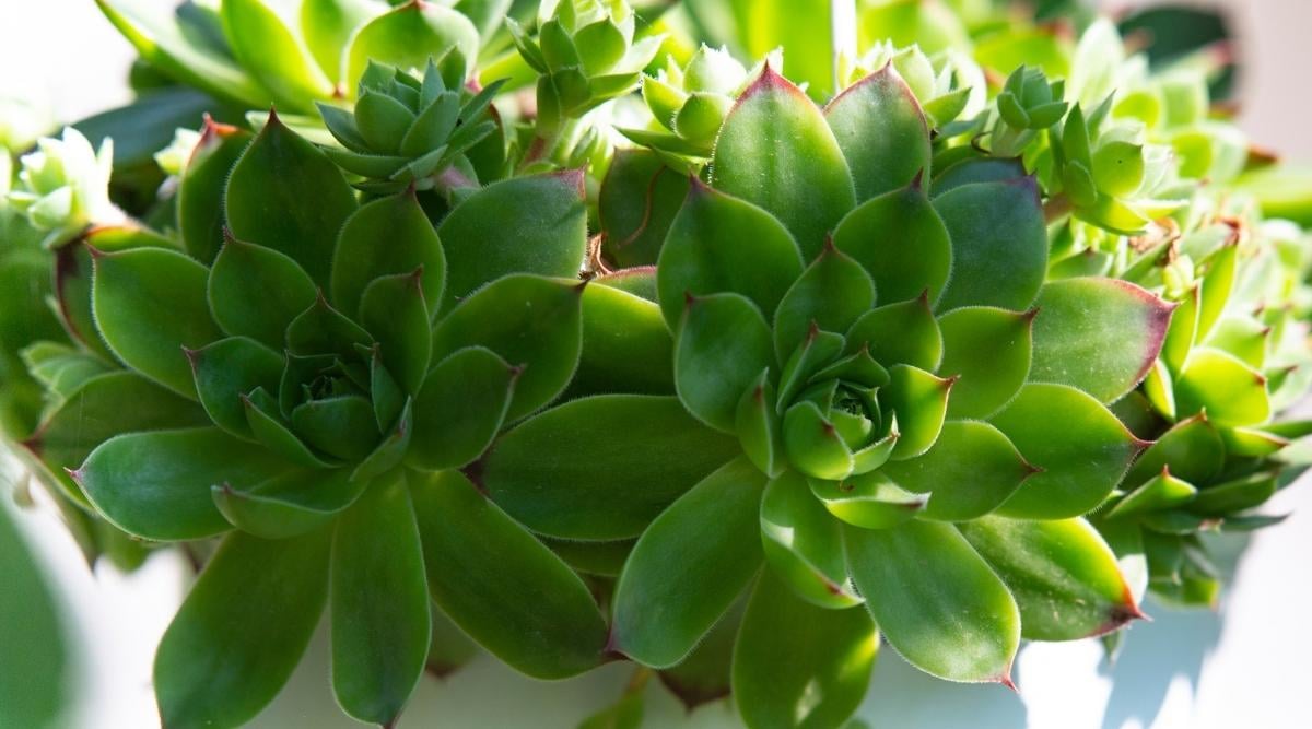 Sempervivum tectorum