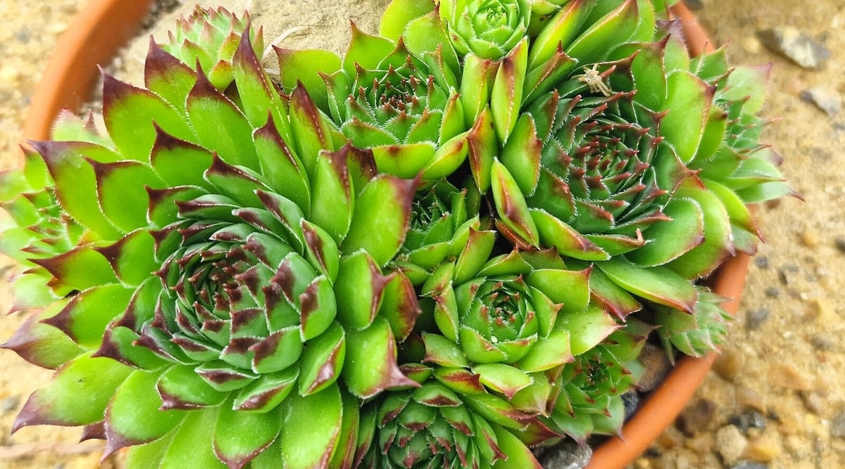 Close-up of Hens and chicks plants growing in a large terracotta pot, outdoors. The plant forms dense rounded rosettes of fleshy oval leaves with pointed tips. The leaves are bright green with purple-red tips.