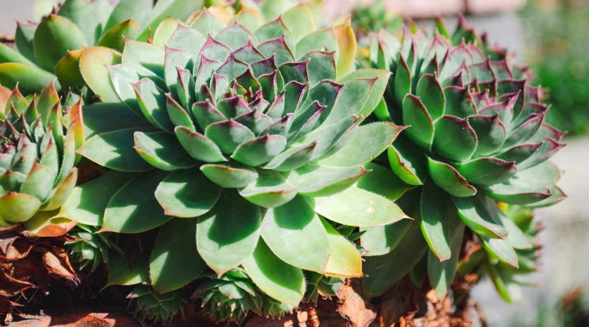 Close-up of a Sempervivum tectorum plant in an outdoor pot, showcasing large rosettes of bright green oblong leaves with red pointed tips and a slightly pubescent texture.