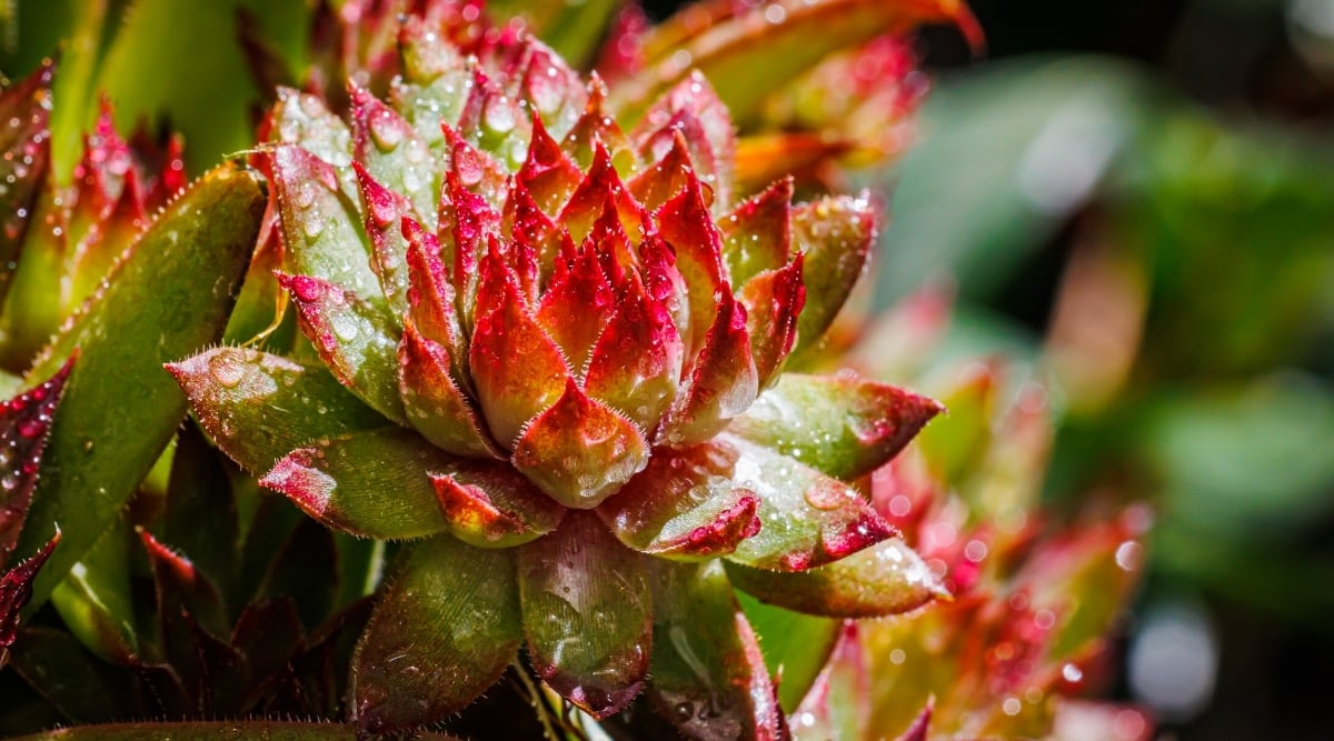 Close-up of a Sempervivum tectorum plant covered in water drops against a blurred background. The succulent consists of oblong fleshy green leaves with red tips that form a dense rosette.