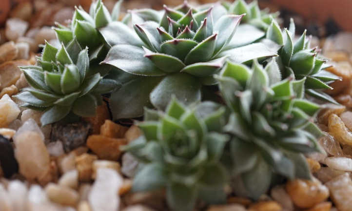 Sempervivum tectorum