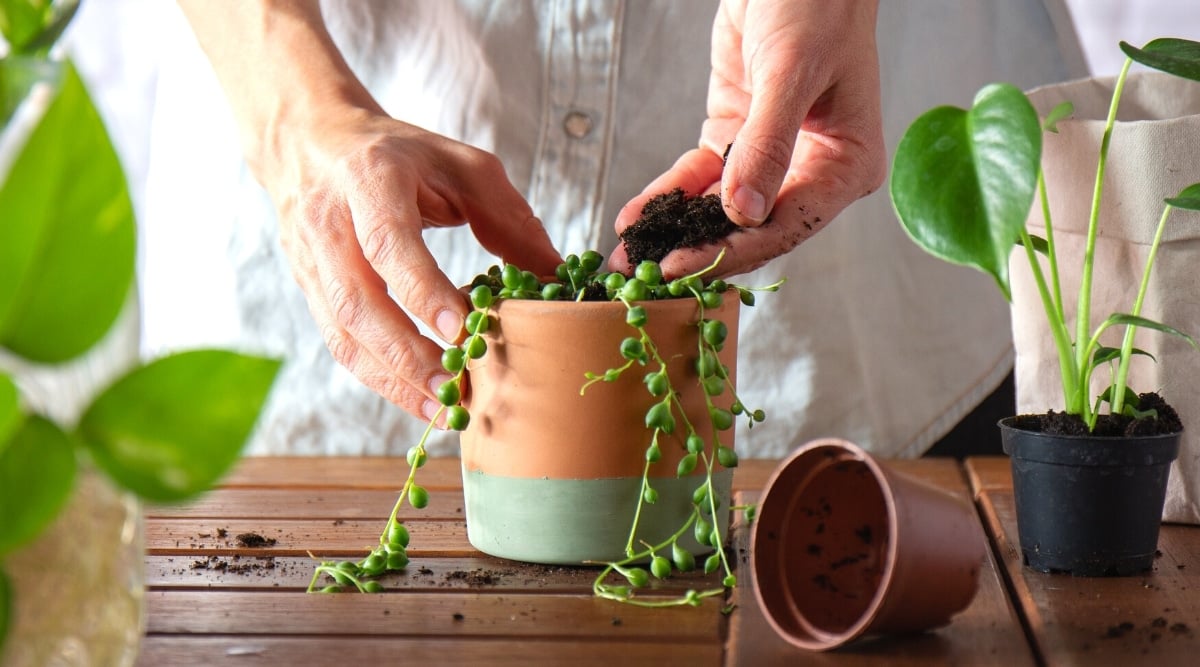 Close-up of male hands transplanting a Curio Herreanus plant into a vibrant ceramic pot on a wooden table indoors. The plant showcases long thin stems with oval, dark green, plump leaves, while a man adds fresh soil to the pot.