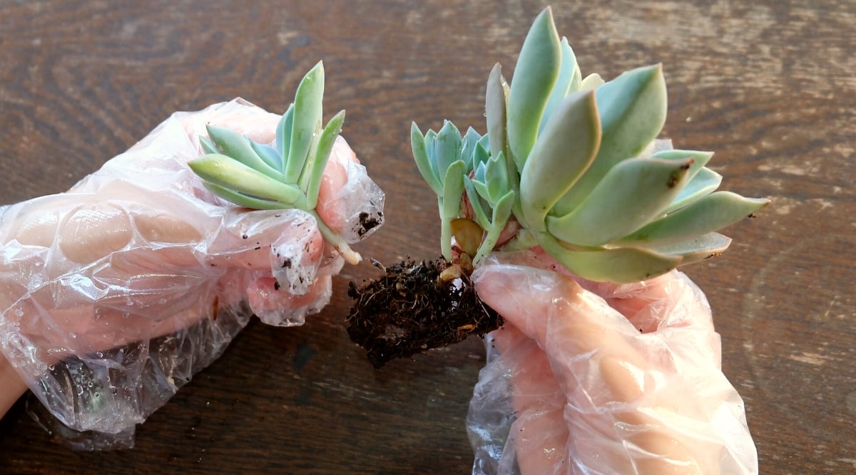 Close-up of female hands separating succulent offshoots from the Dudleya caespitosa mother plant over a wooden table. This perennial plant forms tight rosettes of fleshy, lance-shaped leaves that are chalky green to bluish-gray in color. The leaves are coated in a powdery substance.