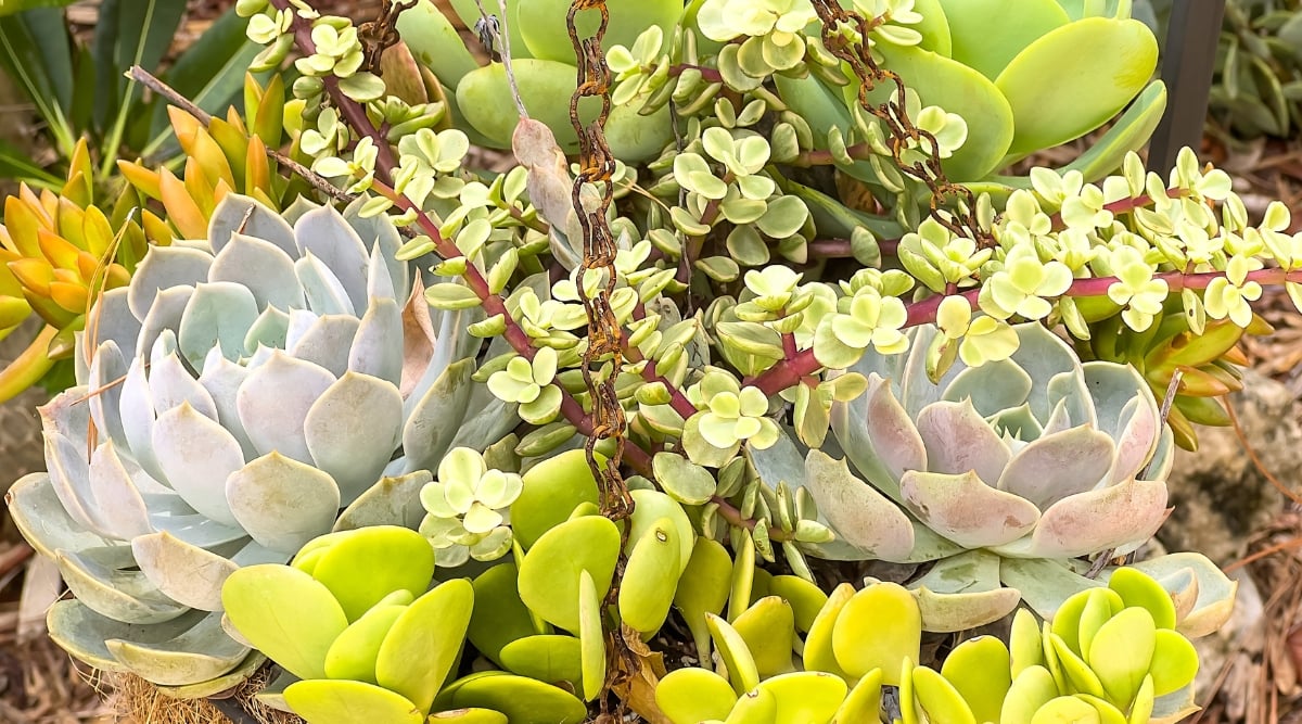 A captivating array of succulents, showcasing a blend of green hues and textures. Each succulent's distinct palette creates an aesthetically pleasing composition.