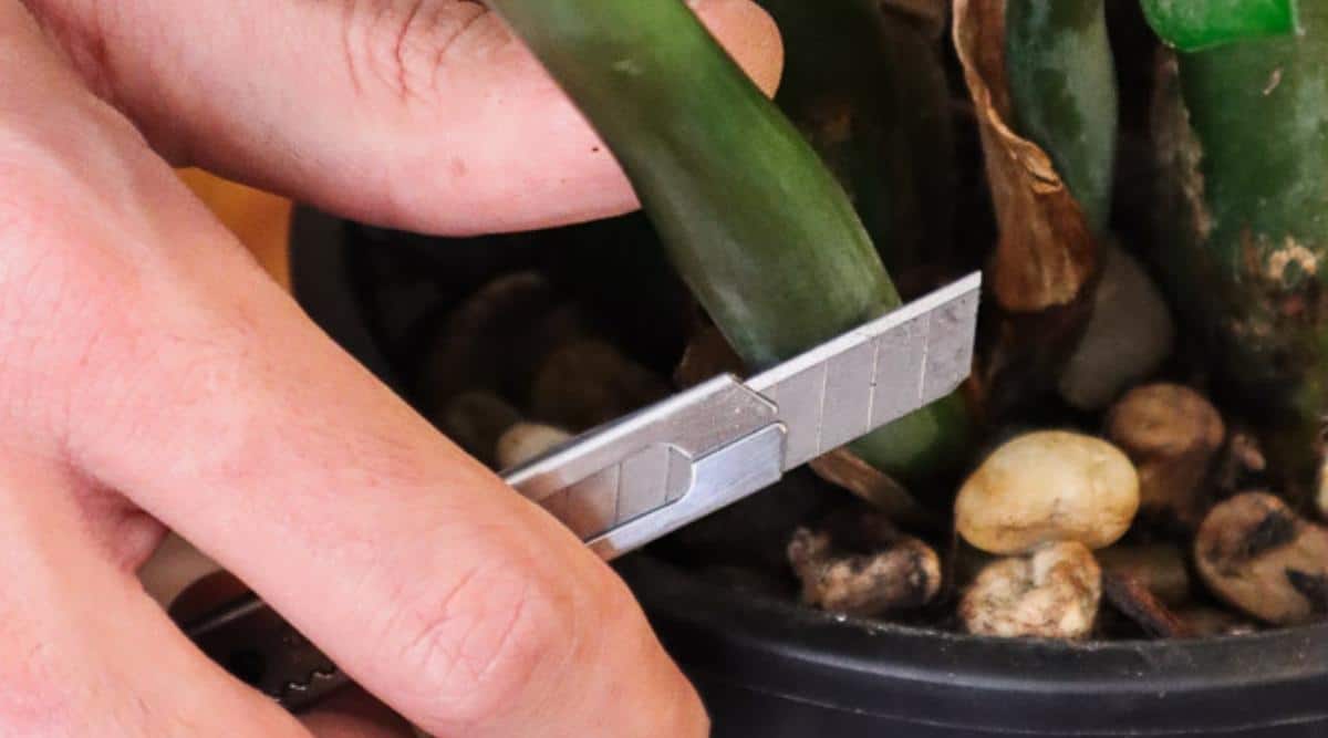 Close up of sharp razor blade being held by a gardener at the base of a green stem of a Zamioculcas zamiifolia plant.