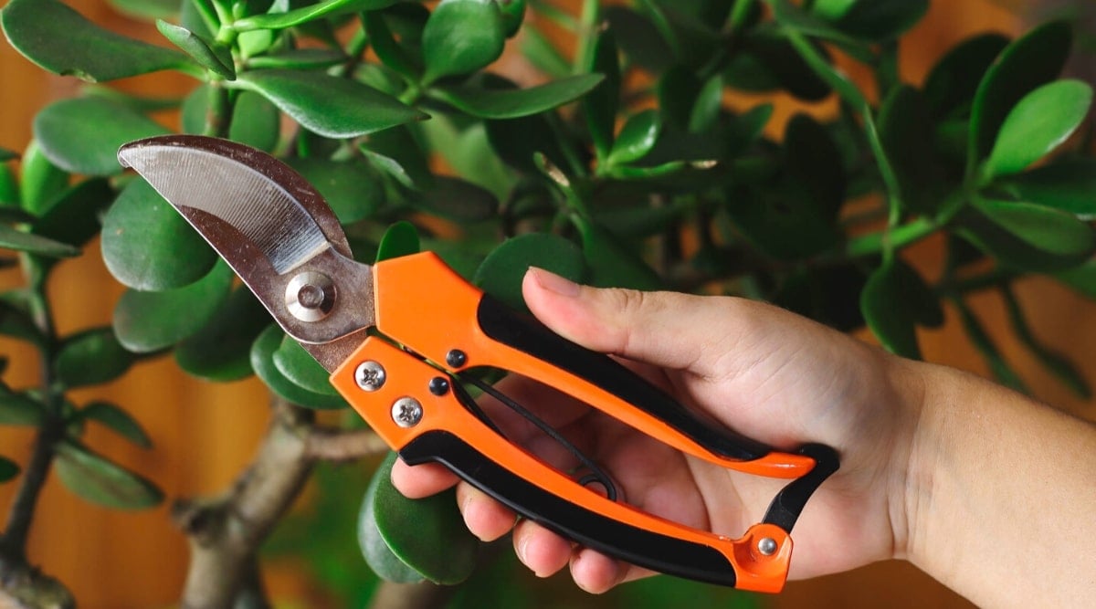 Close-up of a female hand holding sharp pruning shears against a succulent plant background.