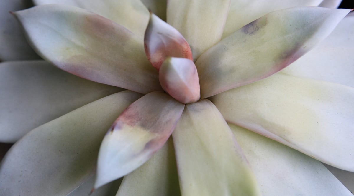 A close-up on a succulent plant reveals its distinctive characteristics. Its pale leaves, tinged with hints of subtle hues, catch the eye. However, upon closer inspection, noticeable discoloration becomes apparent—a result of the plant's encounter with sunburn. This blemish stands as a testament to the succulent's resilience in the face of challenging conditions.