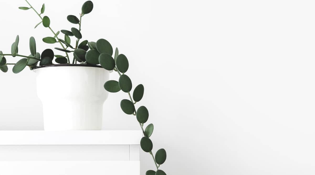 Close-up of a Silver Dollar Vine succulent in a white decorative pot with fleshy silvery leaves.