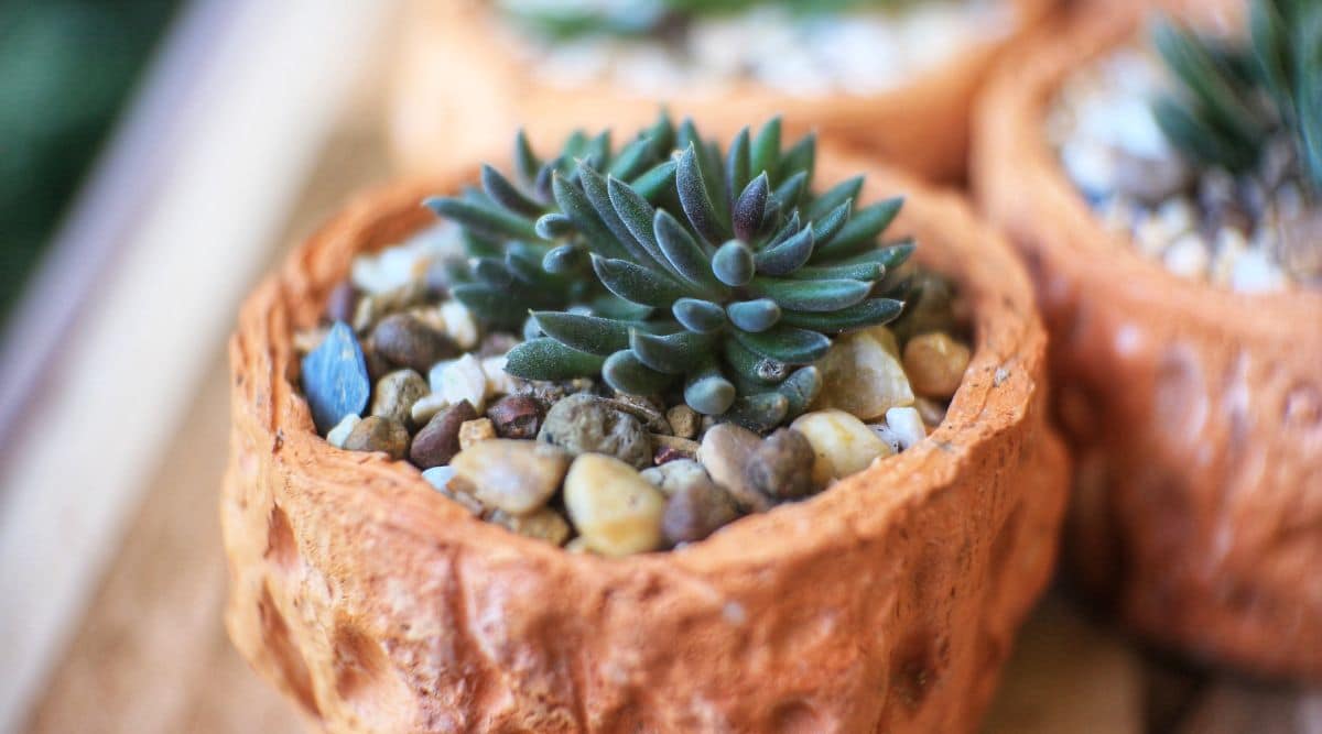 Close Up of Chinese Jade Plant in Rocky Container