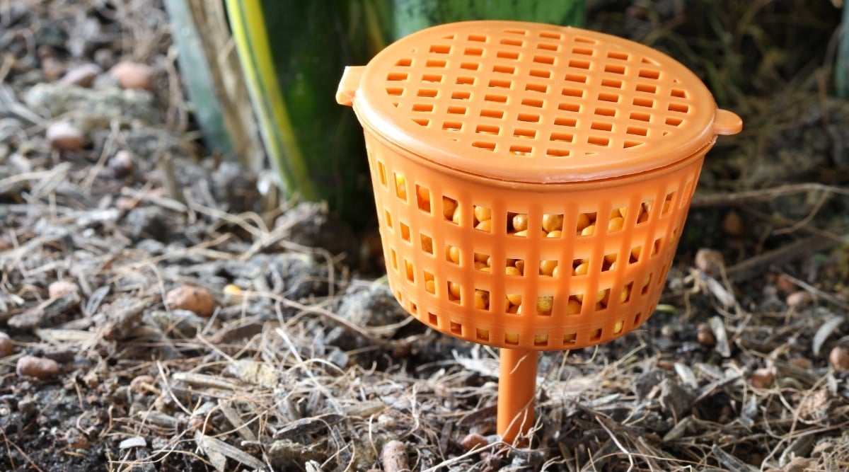 A small, orange, plastic container with holes in it, holding tiny pebbles inside, pushed into the dirt.