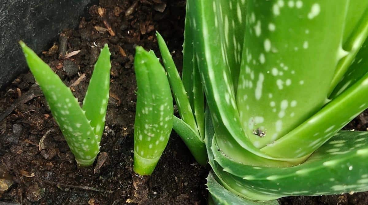 small Aloe vera shoots grow