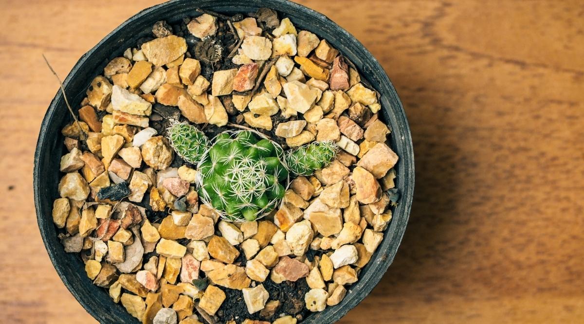 Small Cactus Planted in Soil Topped With Rocks