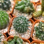 small-cactus-plants