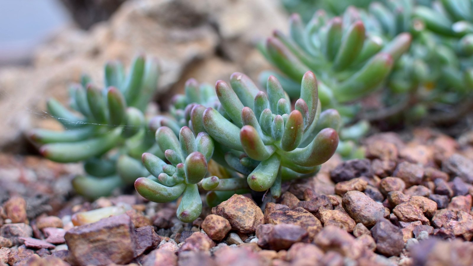 Close up of a low growing plant with small clusters of plump, green, oval shaped leaves that fade into red at the tips.