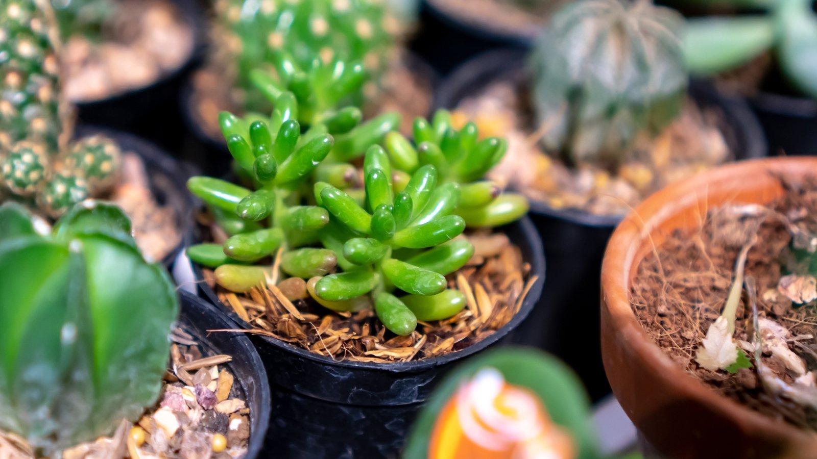 Several small containers filled with small, green, succulents.