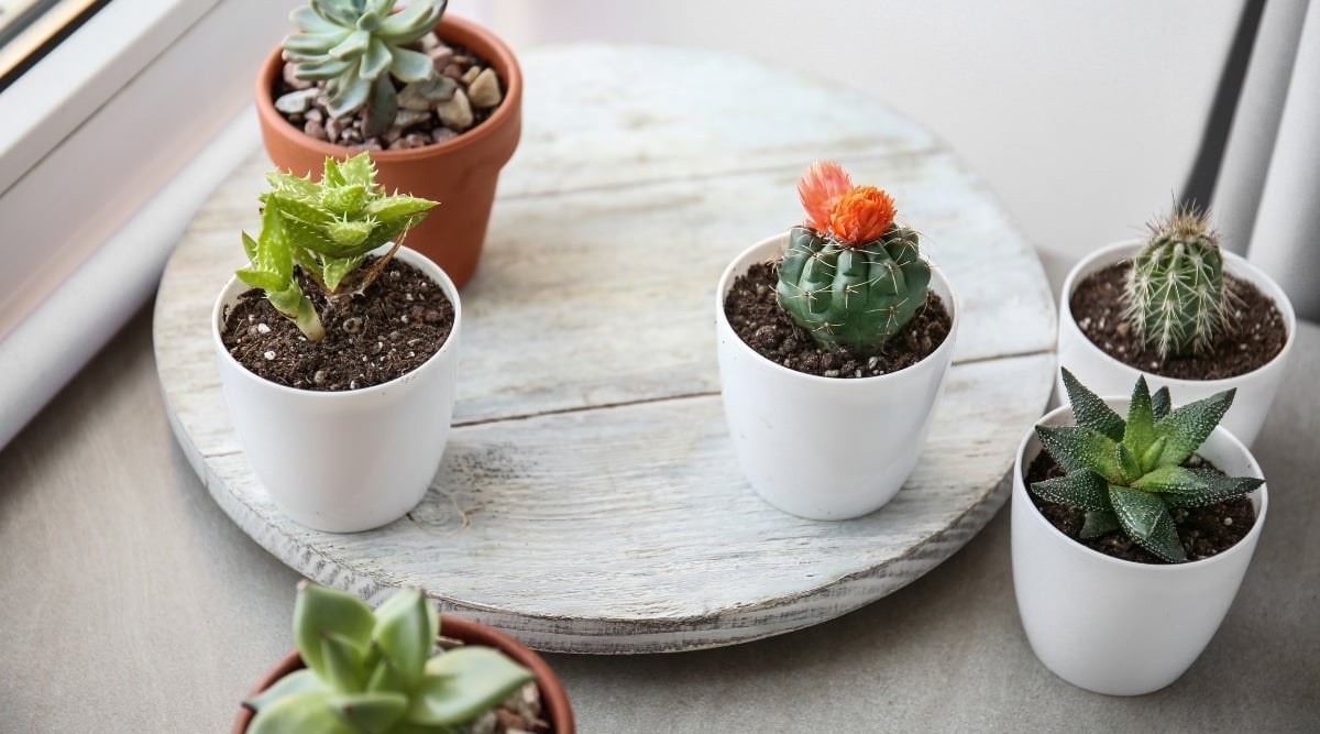 Diverse succulent plants basking in sunlight on a radiant windowsill, nestled in delicate white pots atop a wooden tray.