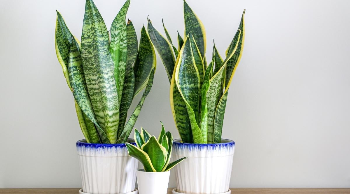 Close-up of a growing succulent plant Sansevieria trifasciata in a large square white pot, in the garden. The plant has many erect, tall, fleshy, xiphoid leaves with pointed tips. The leaves are dark green with light gray-green horizontal stripes.