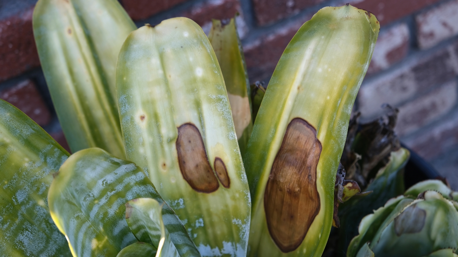 Close up of several thick, light green, wide leaves with large round brown spots on two of the leaves.