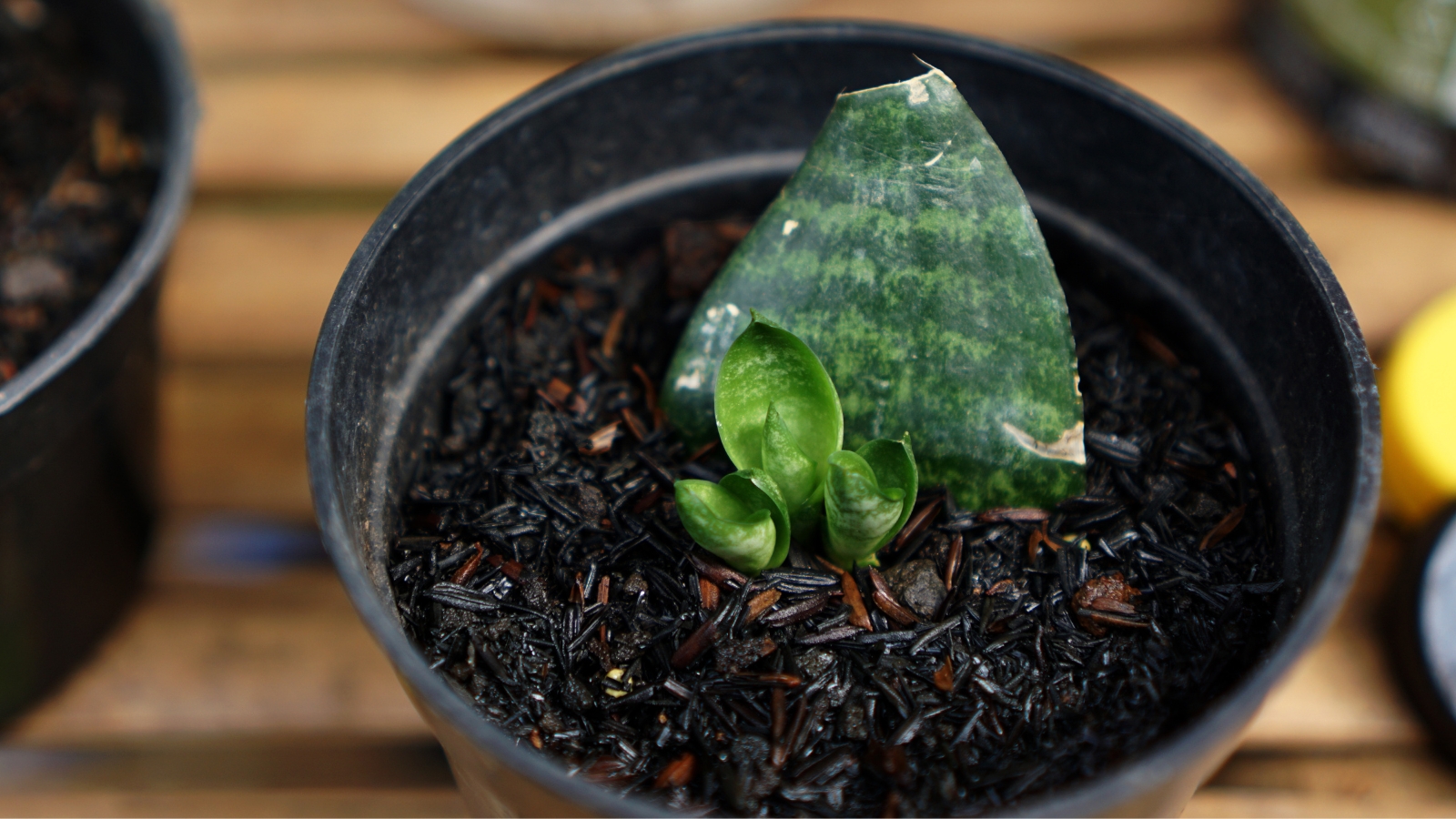 Close up of a small black container with a thick, cut green leaf that has three smaller leaf clusters growing at the base of the bigger leaf.