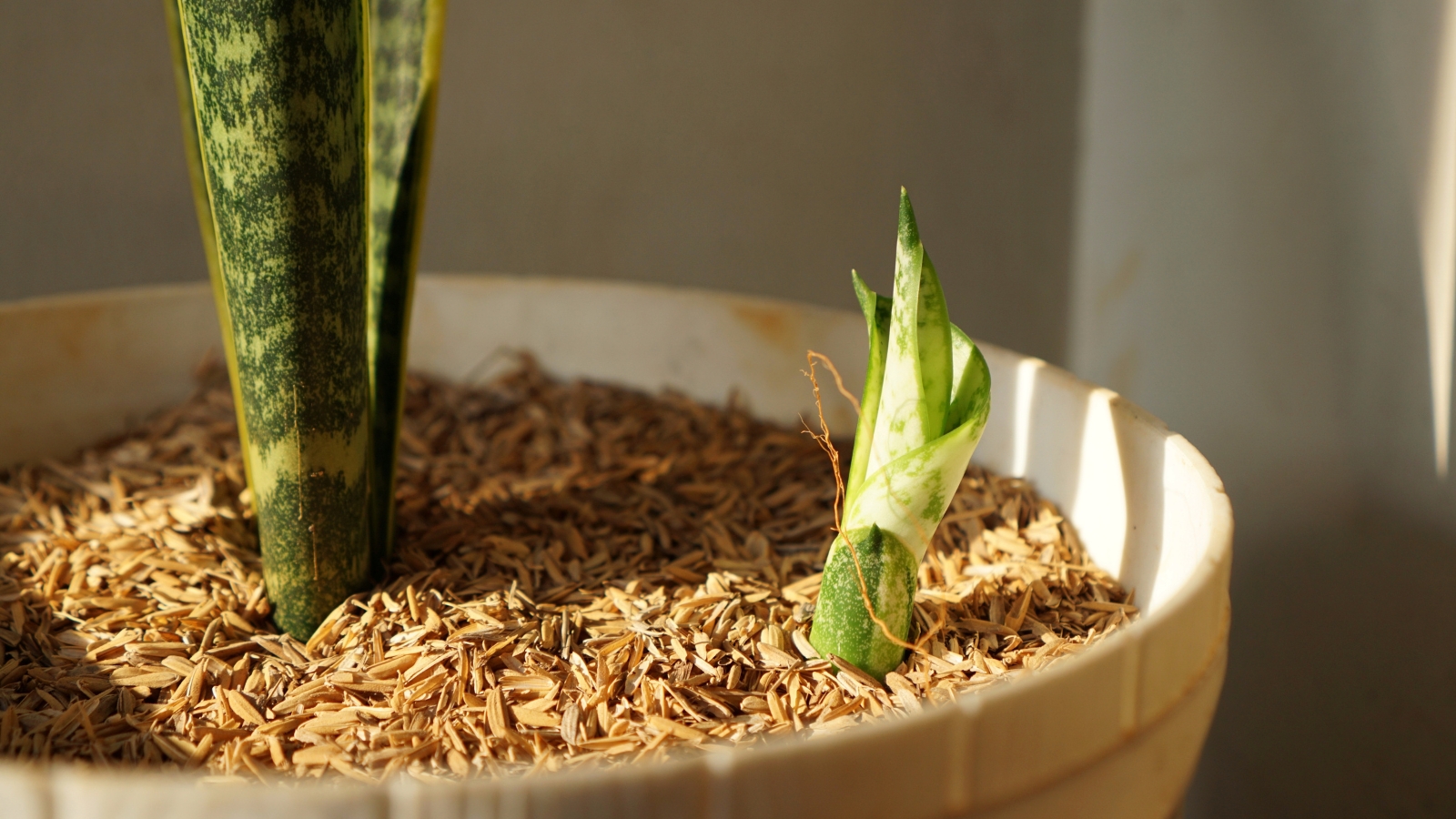 A small off-shoot of leaves growing in a pot at the base of a larger plant.