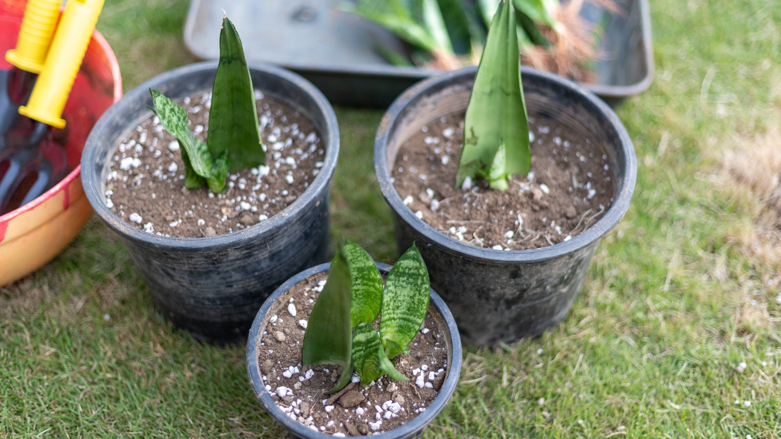 Three small plants in black plastic containers sitting on the grass outside.