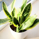 snake-plant-varieties