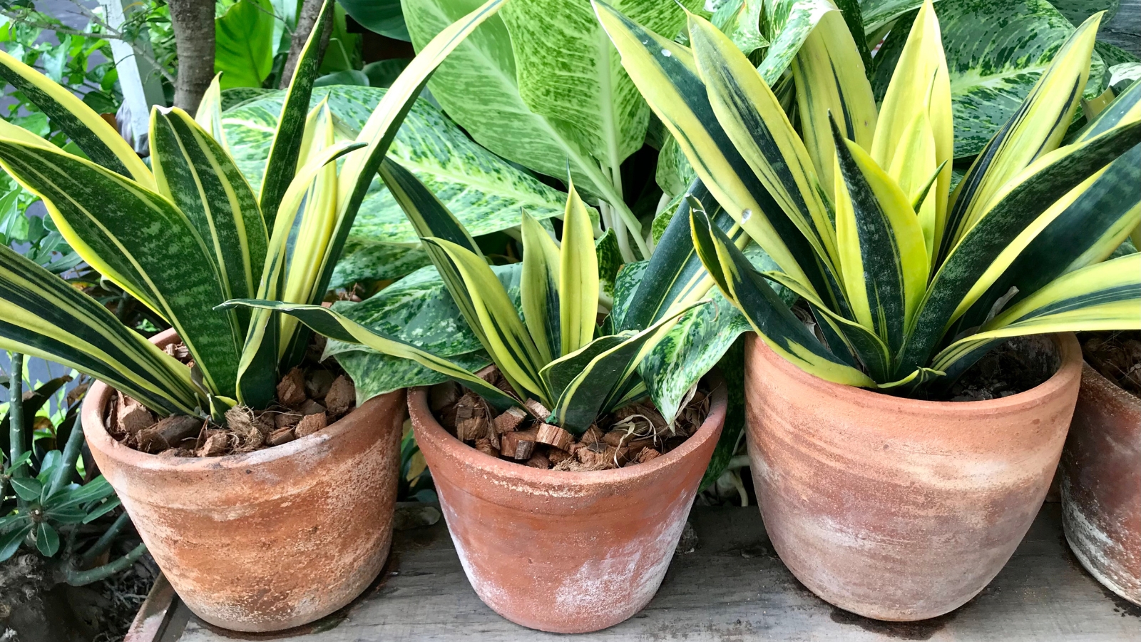 Terracotta pots with tall green plants outdoors on a concrete porch