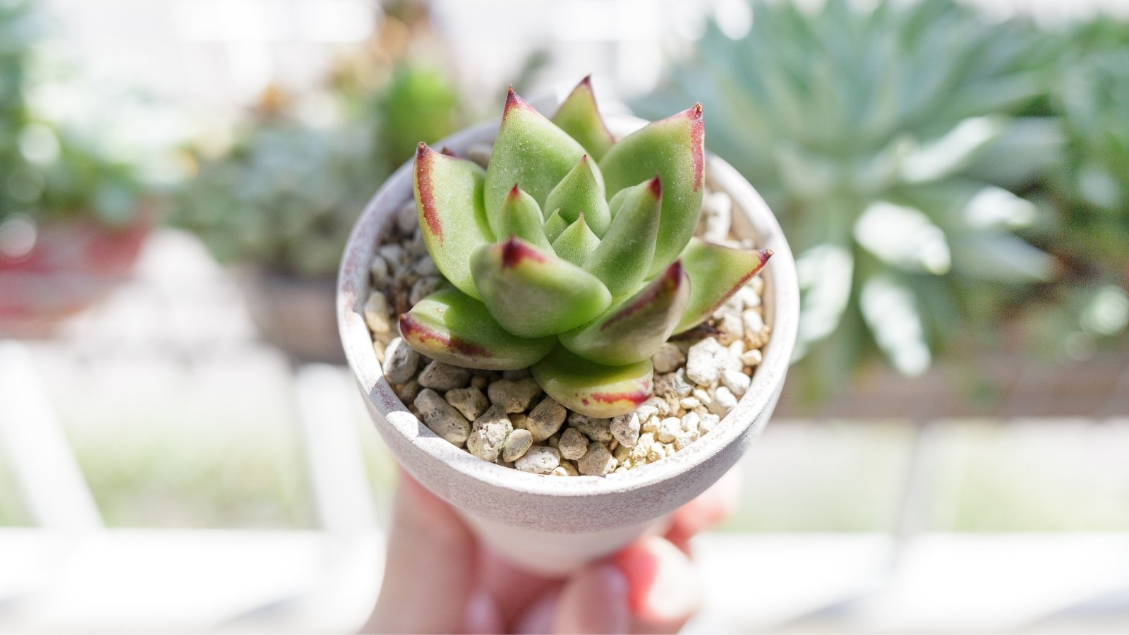 Close up of a woman holding a small plant with light green, thick, plump, pointed leaves with a red tips in a small white pot that has small white rocks in it.