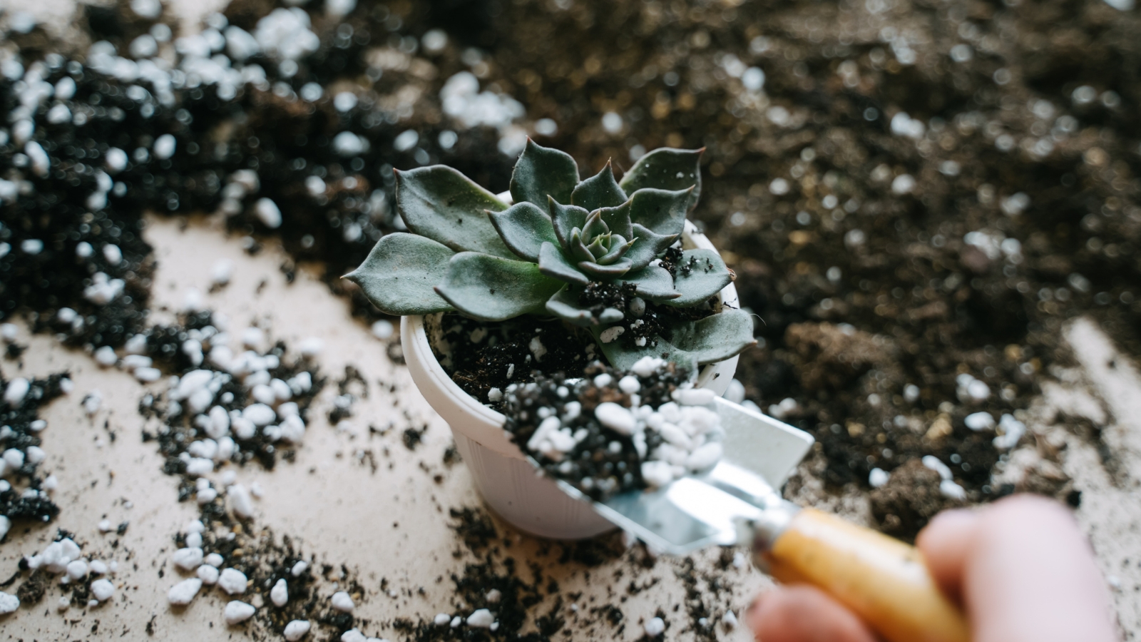 Small plant in a white planter being filled with soil.