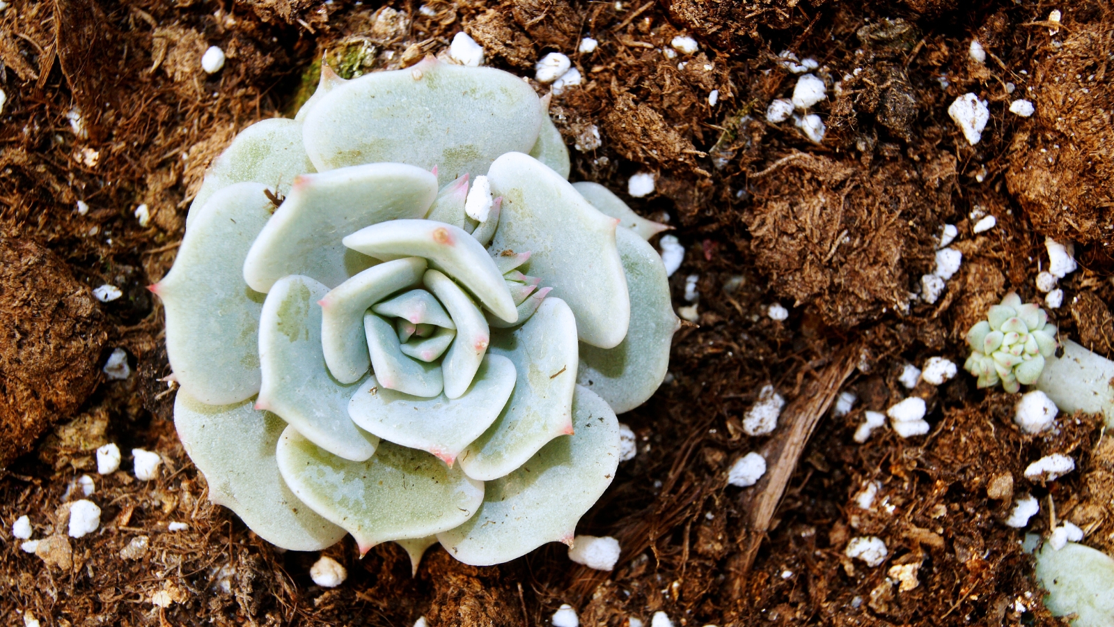 Close up a small succulent with light pinkish-green, plump, rounded leaves with a slight point at the tip, overlapping in a rosette formation, growing in a patch of dirt.