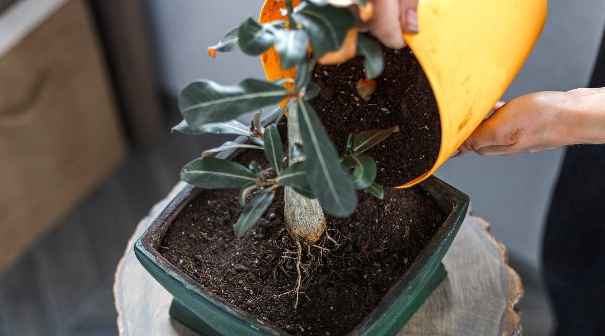 Hands potting a succulent plant in new soil.