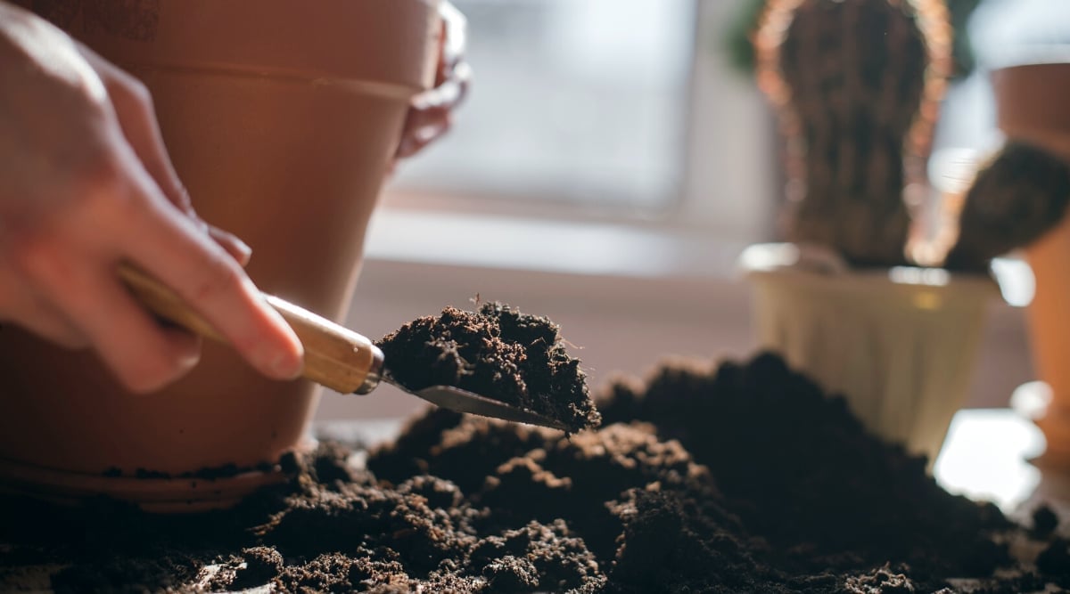 Close-up of potting soil being handled with a garden shovel, next to a potted cactus on a table.