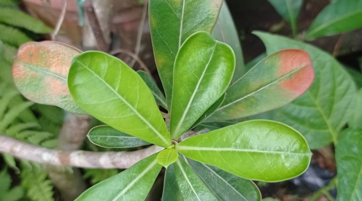 Close-up of a large branch of a desert rose plant, with lower leaves damaged by aphids or spider mites. The leaves are elongated, obovate, smooth, glossy, bright green with pale brown spots on the lower ones.