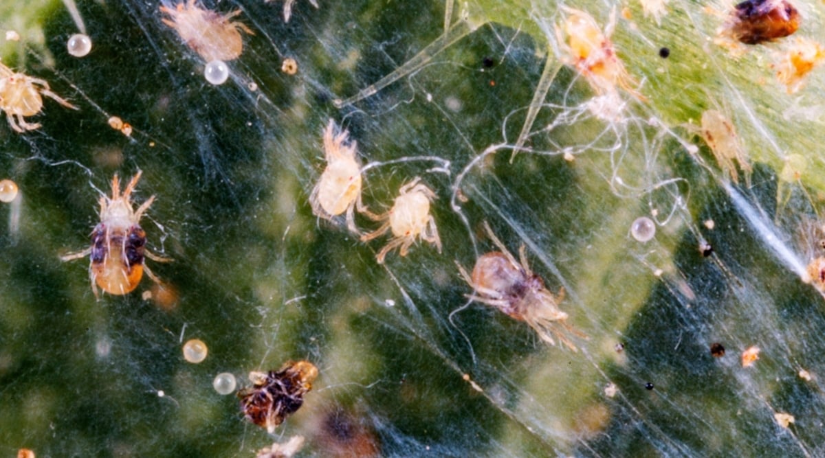 Tiny red insect with eight long legs and a larger round central body crawling on a gray rock that has tiny yellow spores growing on it.