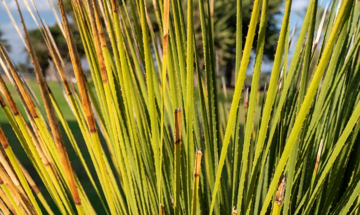 Spikes of desert spoon plant (common sotol)