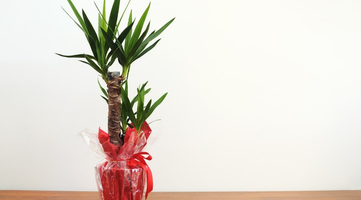 Close-up of a Yucca elephantipes succulent tree on a white background. The plant has a tall, rough trunk with dark green pointed leaves and is potted in a red wrap with a red bow.