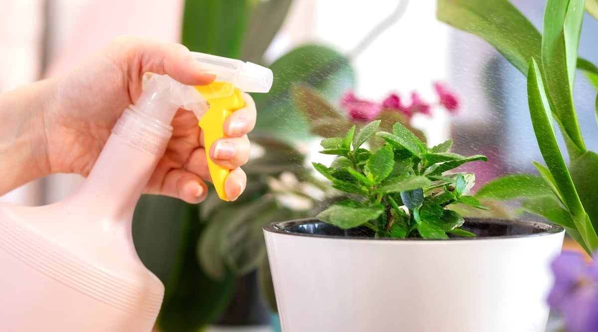 Close-up of a female hand with a spray gun spraying a young Kalanchoe plant in a white flower pot, against a blurred background of potted plants on a windowsill. The Kalanchoe plant has small, oval, fleshy, dark green leaves with slightly scalloped edges.