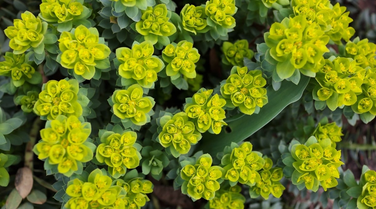 Spurge Flowers