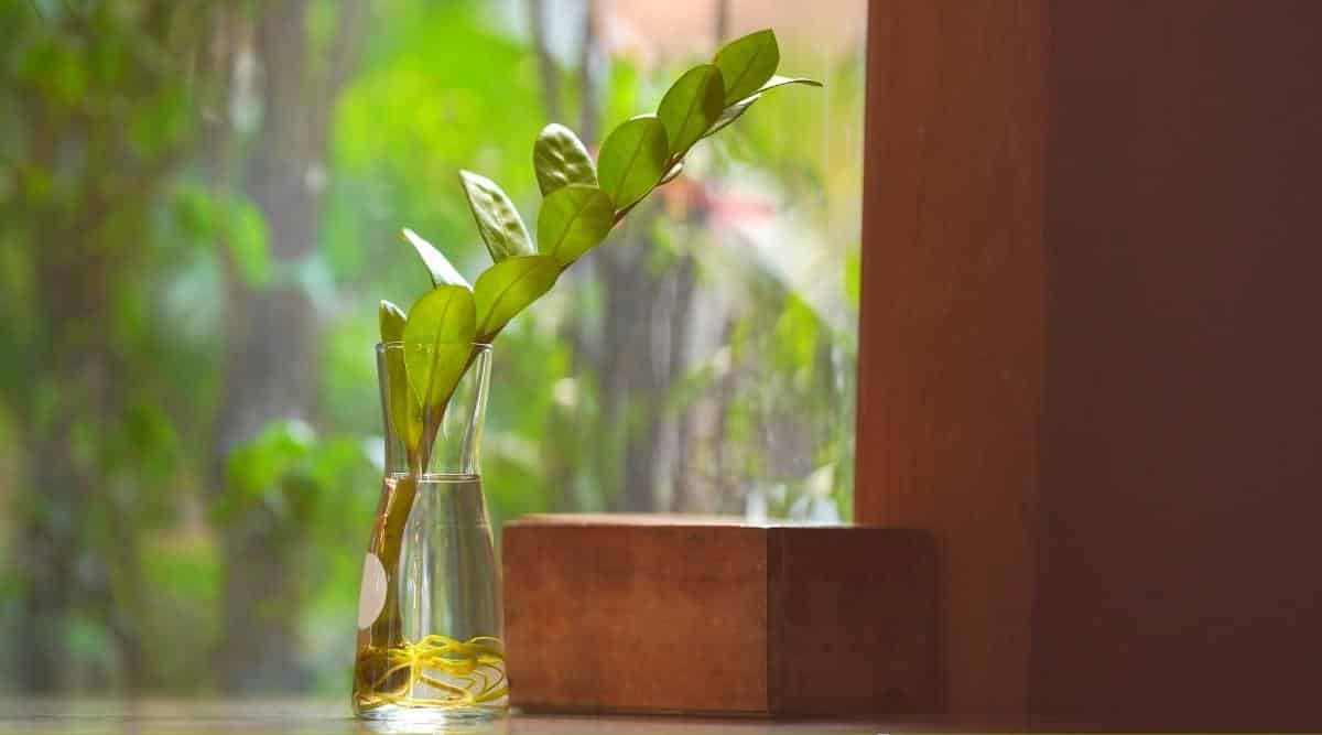 Stem cuttings of a plant in a glass of water