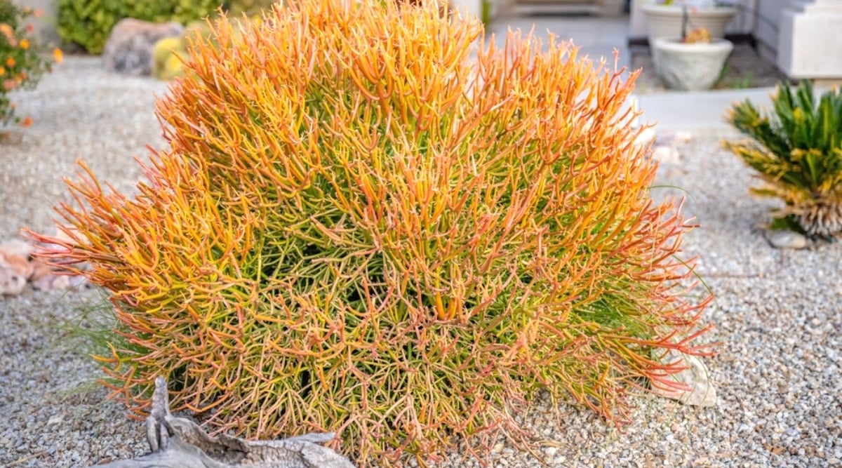 Close-up of Euphorbia tirucalli succulent plant in the garden. A lush shrub-shaped plant composed of numerous pencil-thin coral-colored stems with a greenish-yellow tint at the base of the plant.