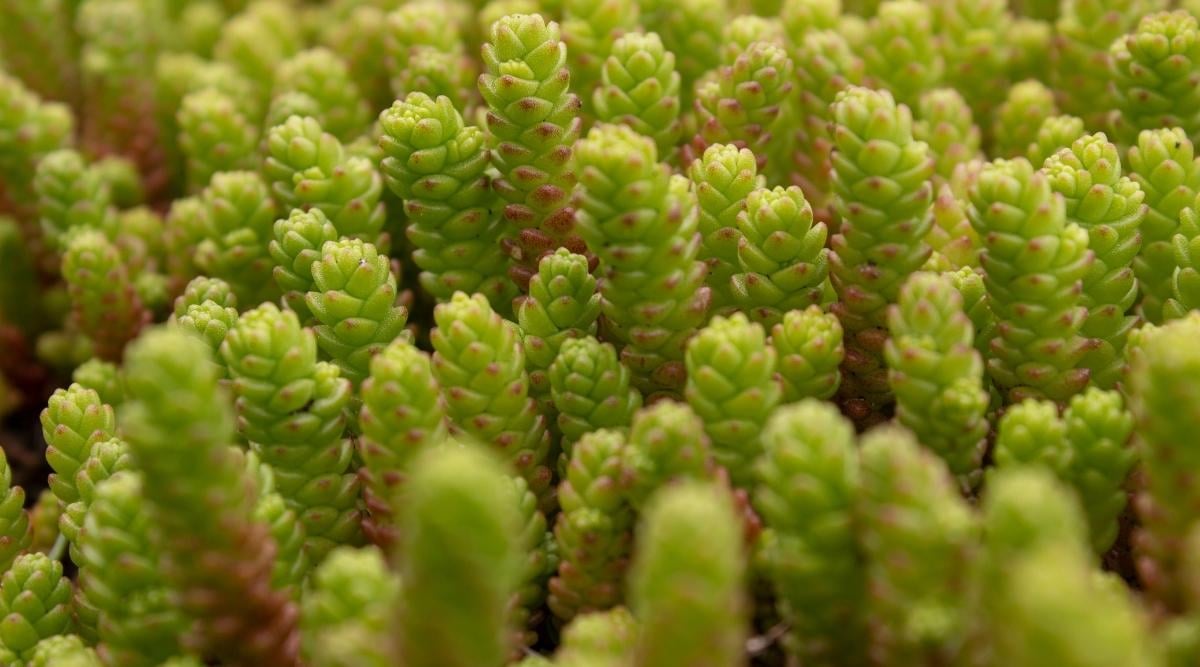 Stonecrop Plants Growing Upward