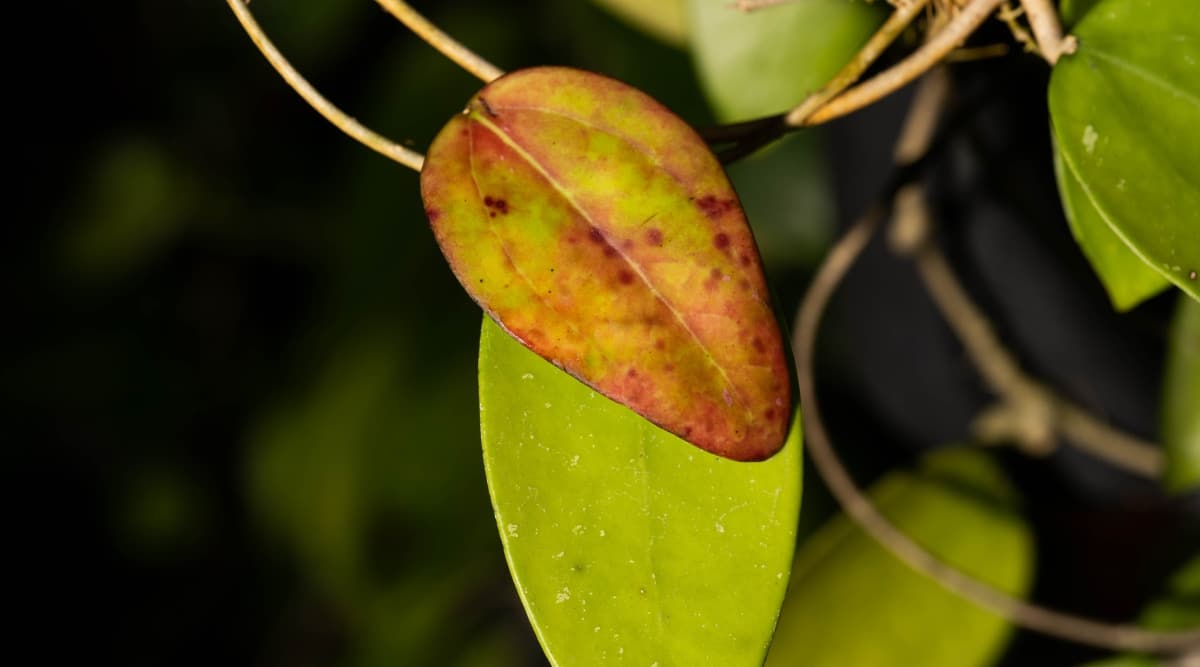 Close-up of leaves with intriguing brown or yellow patches, adding a unique touch to their elongated form, amidst otherwise healthy green foliage.