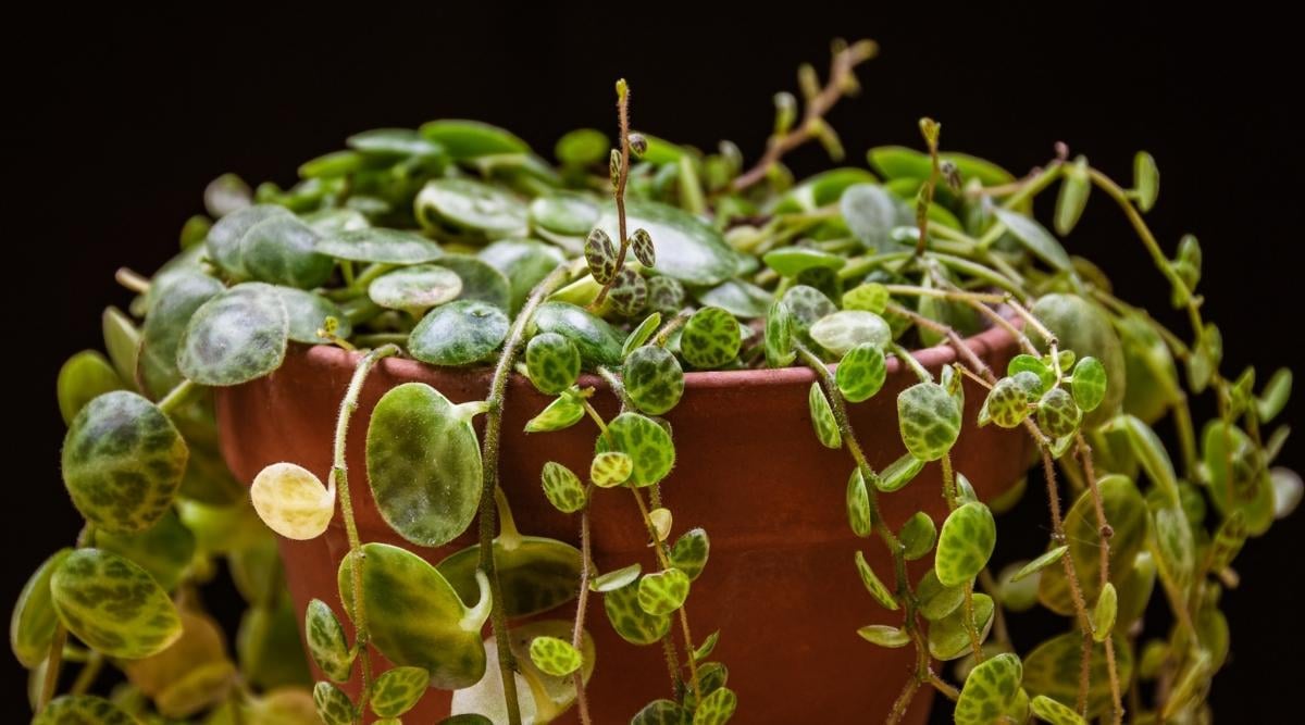 String Houseplant Planted in Pot