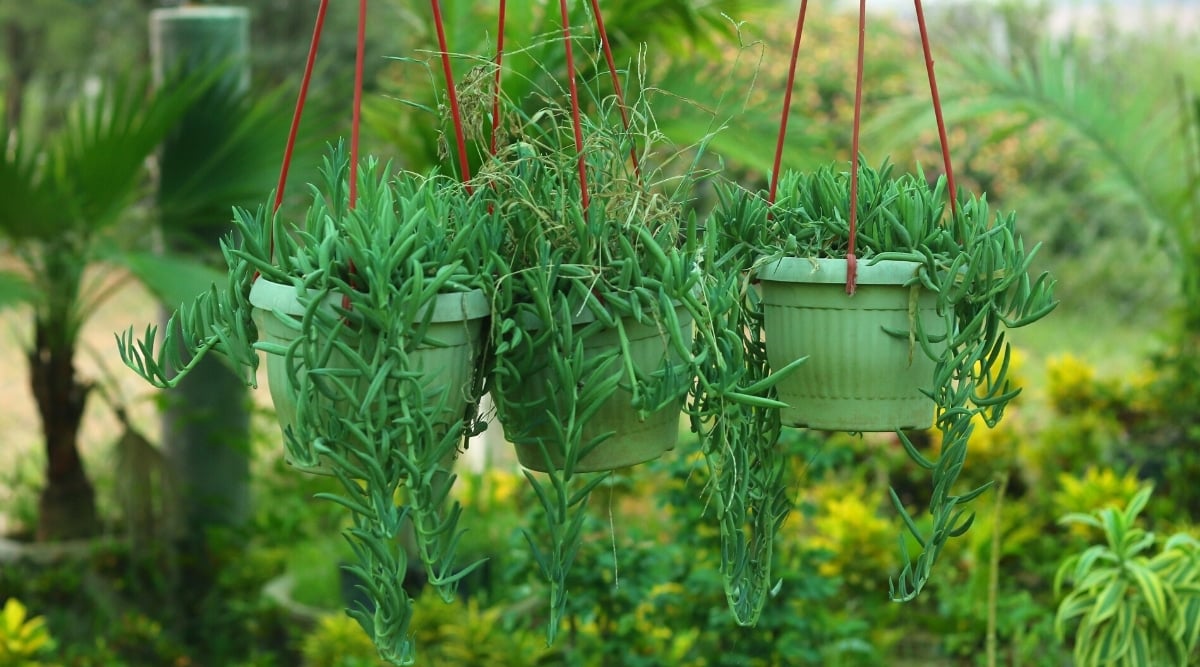 Three potted String of Bananas succulents in hanging green pots growing in a tropical garden. Plants have hanging long stems covered with oblong, banana-shaped, succulent, dark green leaves.