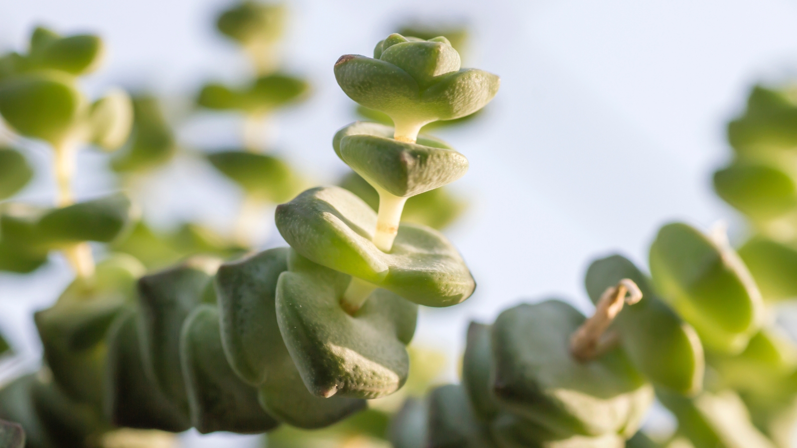 Close up of a green plant with small, plum leaves stacked up its stem.