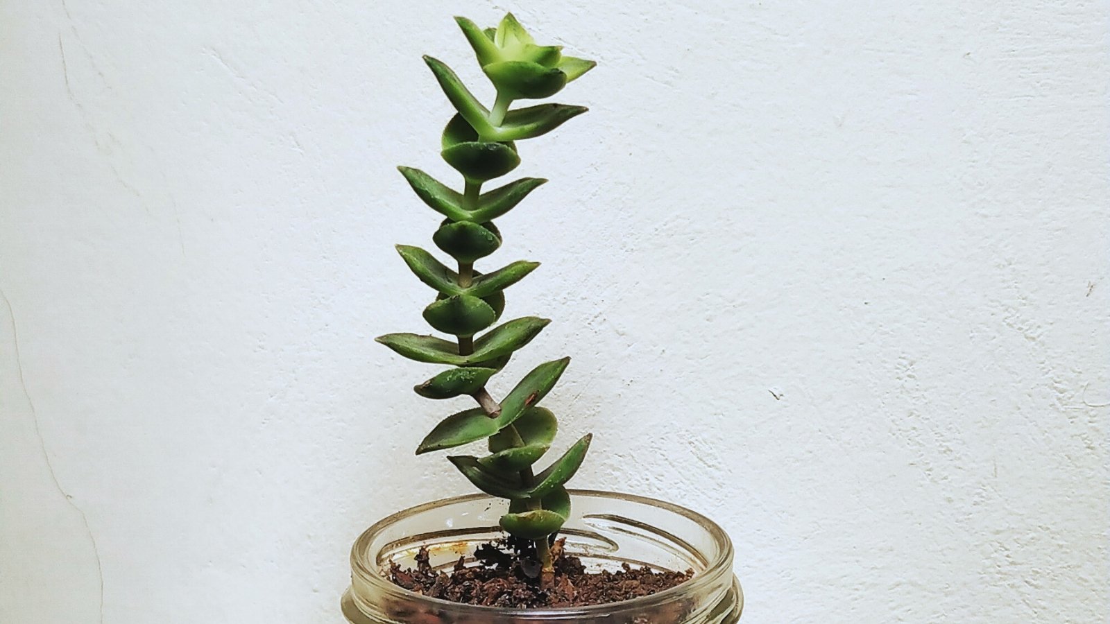 Close up of a clear jar with a tall, skinny stem with small, plump leaves stacked up the stem.