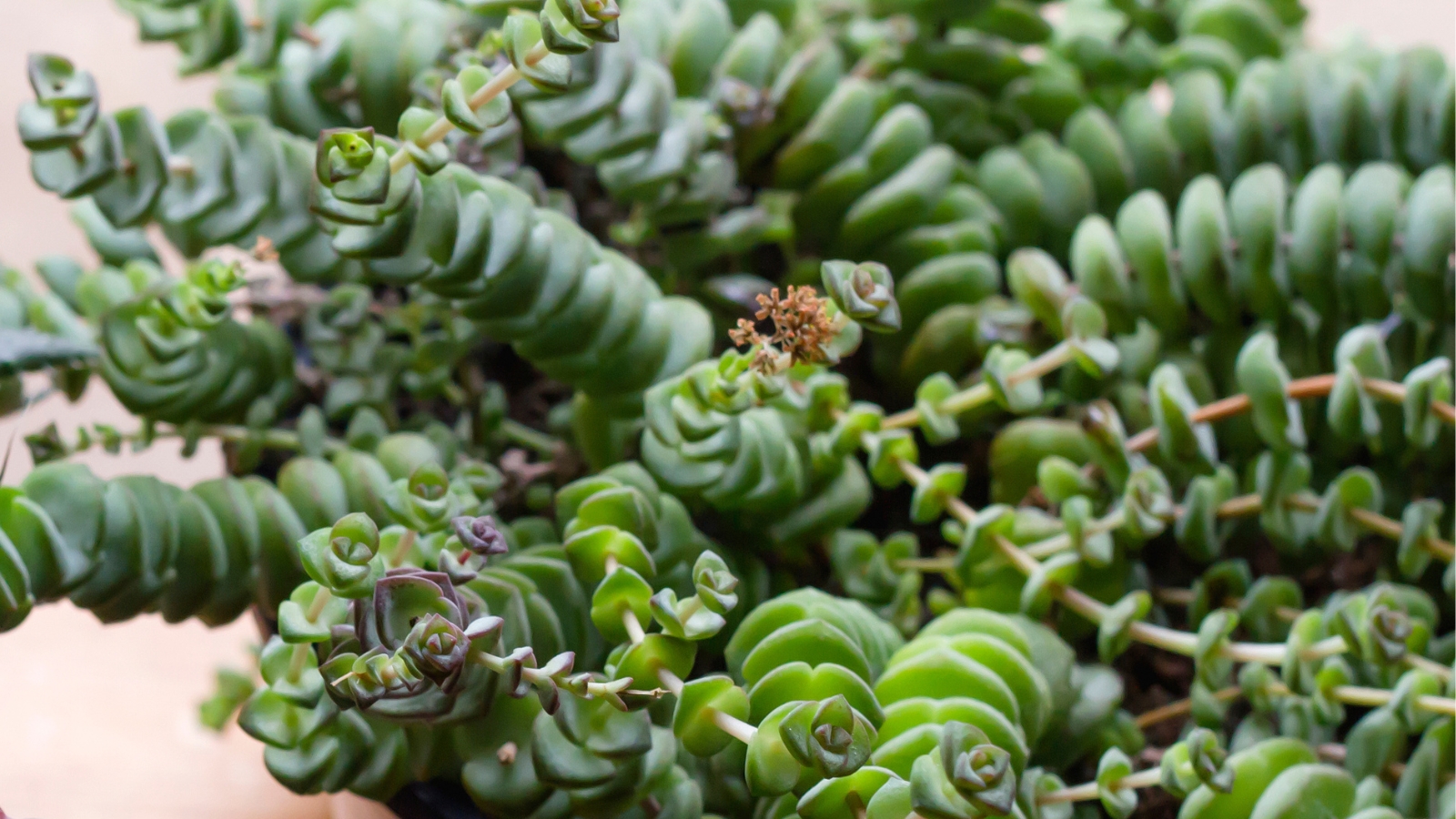 Close up of a potted plant with layers of plump leaves stacking up each stem.